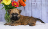 Cairn Terrier For Sale Millersburg, OH Male- Mason