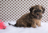 Cavapoo For Sale Fredericksburg, OH Male- Cameron