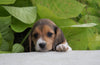 Beagle For Sale Fresno, OH Female- Lily