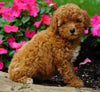 ICA Registered Toy Poodle For Sale Millersburg, OH Female- PeeWee