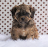 Cavapoo For Sale Fredericksburg, OH Male- Cameron