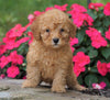 ACA Registered Toy Poodle For Sale Millersburg, OH Male- Korey