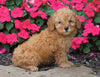 ACA Registered Toy Poodle For Sale Millersburg, OH Male- Korey
