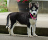 ACA Registered Siberian Husky For Sale Millersburg, OH Female- Amber