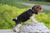 Beagle For Sale Fresno, OH Female- Lily