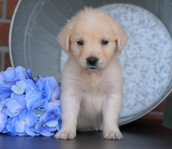 AKC Registered English Cream Golden Retriever For Sale Fredericksburg, OH Male- Bobby