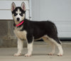 ACA Registered Siberian Husky For Sale Millersburg, OH Female- Daisy