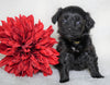 F1B Micro Mini Goldendoodle For Sale Fredericksburg, OH Female- Annabelle