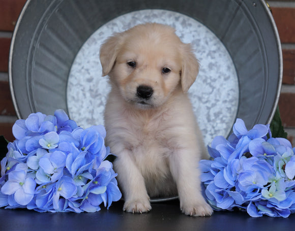 AKC Registered English Cream Golden Retriever For Sale Fredericksburg, OH Male- Cooper