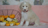 Standard Sheepadoodle For Sale Baltic, OH Female- Angel