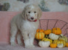 Standard Sheepadoodle For Sale Baltic, OH Female- Angel