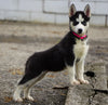 ACA Registered Siberian Husky For Sale Millersburg, OH Female- Daisy