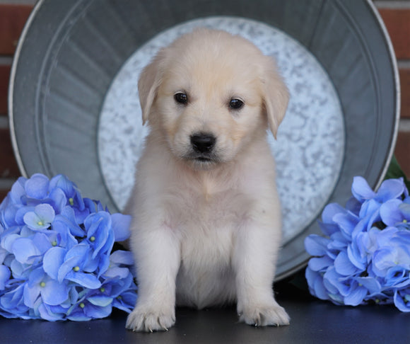 AKC Registered English Cream Golden Retriever For Sale Fredericksburg, OH Male- Cyrus