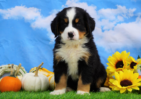 AKC Registered Bernese Mountain Dog For Sale Sugarcreek, OH Male- Silas