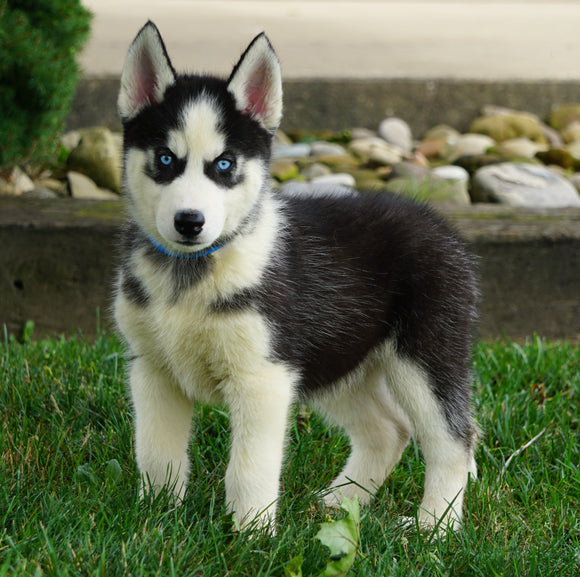 ACA Registered Siberian Husky For Sale Millersburg, OH Male- Dakota