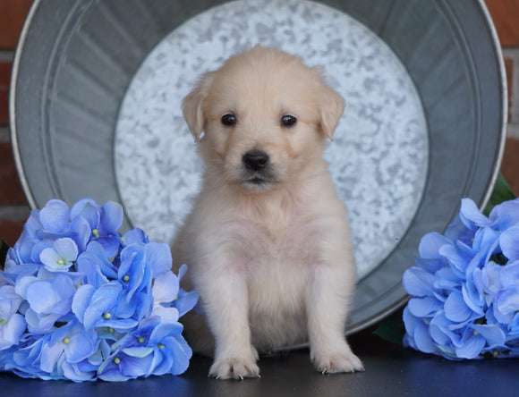 AKC Registered English Cream Golden Retriever For Sale Fredericksburg, OH Male- Duffy