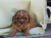 AKC Registered Cavalier King Charles Spaniel  For Sale Holmesville, OH Male- Grant