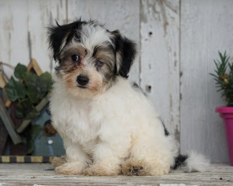 Teddy Bear Puppy For Sale Millersburg, OH Male- Jaxson