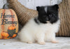 ACA Registered Pomeranian For Sale Millersburg, OH Female - Sandy