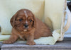 AKC Registered Cavalier King Charles Spaniel  For Sale Holmesville, OH Male- Grant