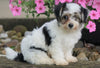 Teddy Bear Puppy For Sale Millersburg, OH Male- Jaxson