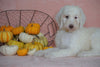 Standard Sheepadoodle For Sale Baltic, OH Female- Daisy