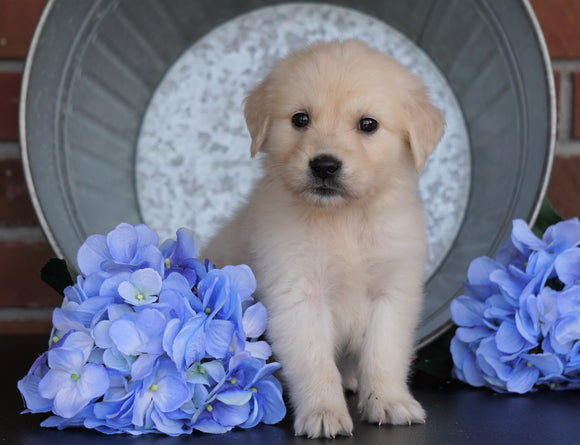 AKC Registered English Cream Golden Retriever For Sale Fredericksburg, OH Male- Julian