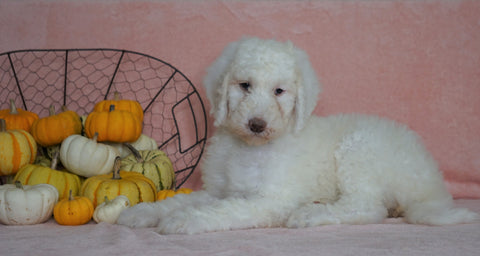 Standard Sheepadoodle For Sale Baltic, OH Female- Daisy