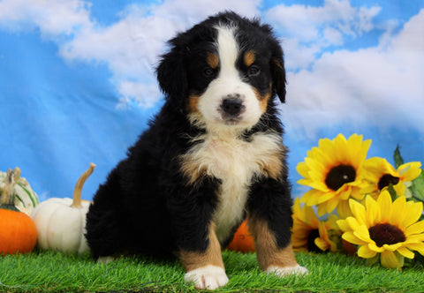 AKC Registered Bernese Mountain Dog For Sale Sugarcreek, OH Male- Shane