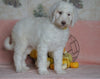 Standard Sheepadoodle For Sale Baltic, OH Female- Daisy