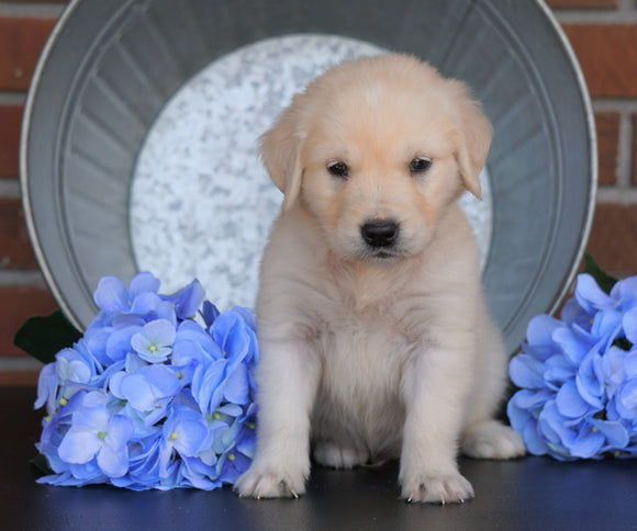 AKC Registered English Cream Golden Retriever For Sale Fredericksburg, OH Male- Muffin