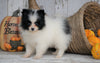 ACA Registered Pomeranian For Sale Millersburg, OH Female - Julie