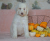 Standard Sheepadoodle For Sale Baltic, OH Female- Daisy