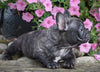 Frenchton For Sale Millersburg, OH Male- Logan