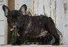 Frenchton For Sale Millersburg, OH Male- Logan