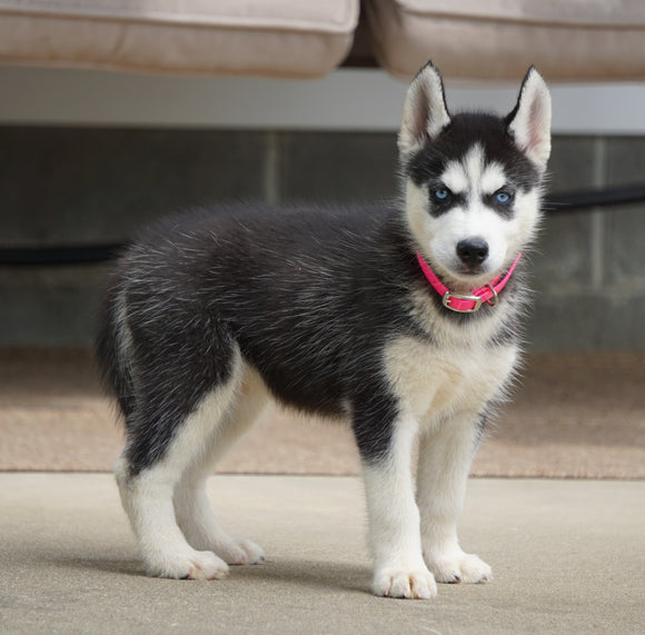 ACA Registered Siberian Husky For Sale Millersburg, OH Female- Bella