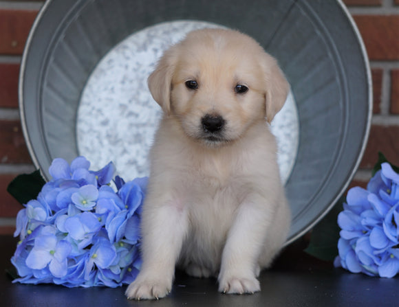 AKC Registered English Cream Golden Retriever For Sale Fredericksburg, OH Male- Sparky