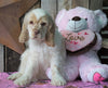 AKC Registered Cocker Spaniel For Sale Wooster, OH Male- Bubba