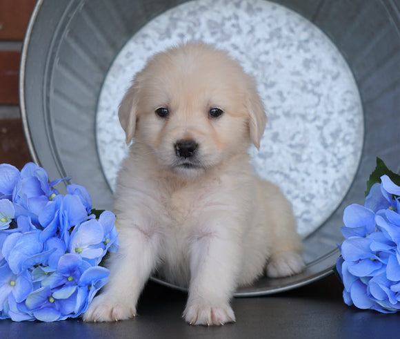 AKC Registered English Cream Golden Retriever For Sale Fredericksburg, OH Male- Walter