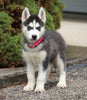 ACA Registered Siberian Husky For Sale Millersburg, OH Female- Bella