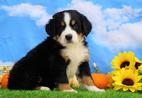 AKC Registered Bernese Mountain Dog For Sale Sugarcreek, OH Male- Sawyer