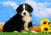 AKC Registered Bernese Mountain Dog For Sale Sugarcreek, OH Male- Sawyer