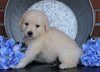 AKC Registered English Cream Golden Retriever For Sale Fredericksburg, OH Male- Walter