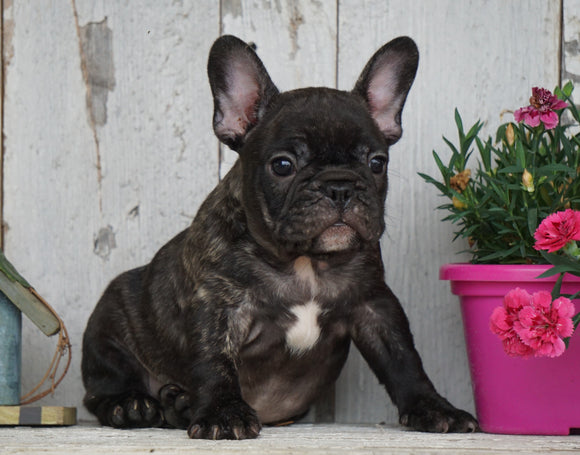 Frenchton For Sale Millersburg, OH Male- Logan