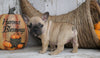 French Bulldog Mix Puppy For Sale Millersburg, OH Female - Tiny