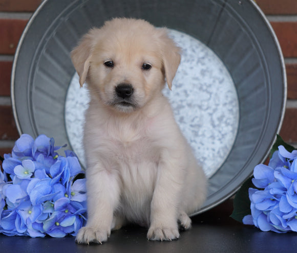 AKC Registered English Cream Golden Retriever For Sale Fredericksburg, OH Male- Zorro