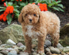 ACA Registered Toy Poodle For Sale Millersburg, OH Female- Molly