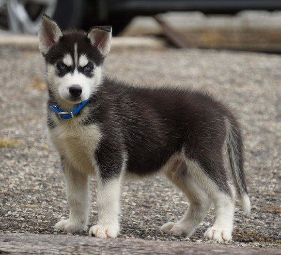 ACA Registered Siberian Husky For Sale Millersburg, OH Male- Dallas