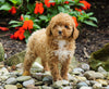 ACA Registered Toy Poodle For Sale Millersburg, OH Female- Molly