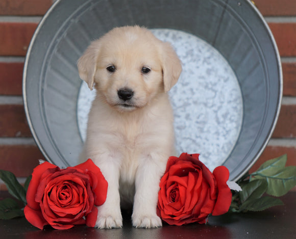 AKC Registered English Cream Golden Retriever For Sale Fredericksburg, OH Female- Angel